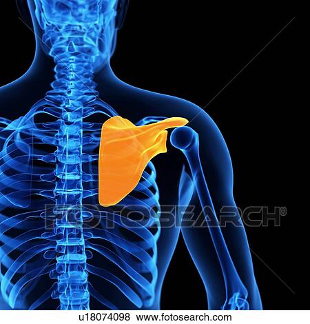Human scapula, illustration View Large Illustration Stock Illustration - Human scapula, illustration. Fotosearch