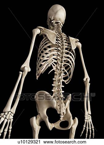 Clip Art - Human skeleton, illustration. Fotosearch