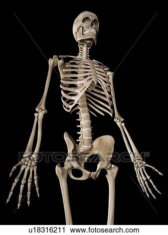 Clip Art - Human skeleton, illustration. Fotosearch