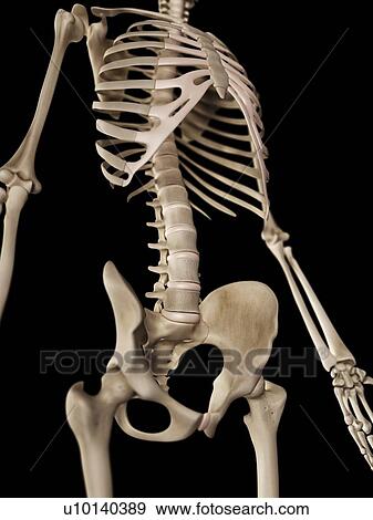 Stock Illustration - Human skeleton, illustration. Fotosearch