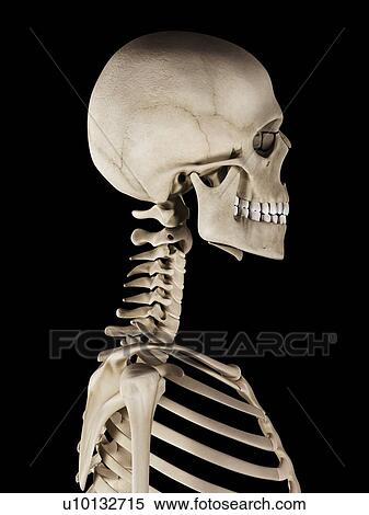 Stock Illustration - Human skull, illustration. Fotosearch