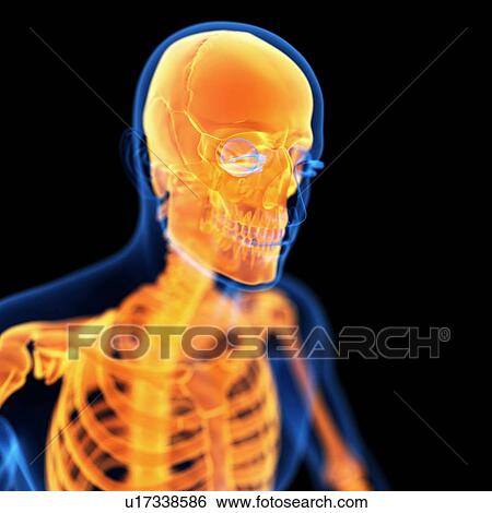 Stock Illustration - Human skull, illustration. Fotosearch