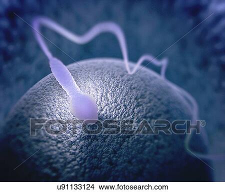 Human sperm and egg View Large Photo Image Picture - Human sperm and egg. Fotosearch