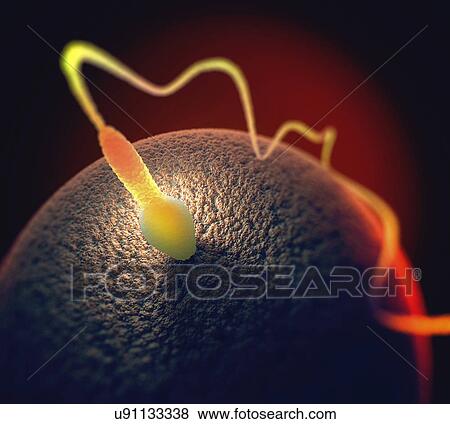 Human sperm and egg View Large Photo Image Stock Photo - Human sperm and egg. Fotosearch