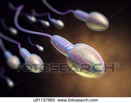 Human sperm View Large Photo Image Stock Photography - Human sperm. Fotosearch