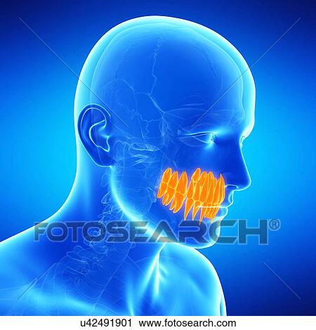Clip Art - Human teeth, illustration. Fotosearch