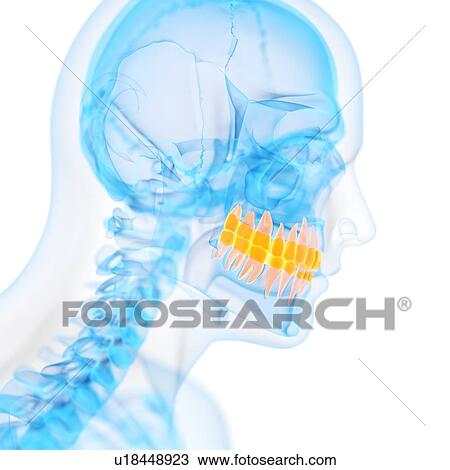 Drawing - Human teeth, illustration. Fotosearch