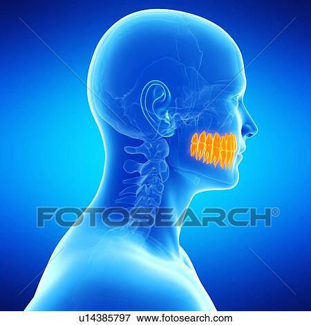 Human teeth, illustration View Large Illustration Stock Illustration - Human teeth, illustration. Fotosearch