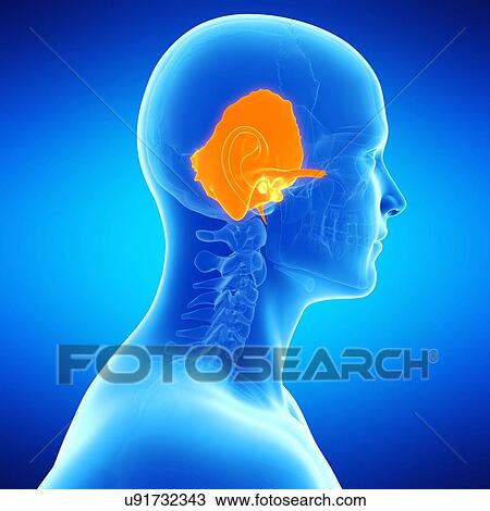 Human temporal bone, illustration View Large Illustration Drawing - Human temporal bone, illustration. Fotosearch