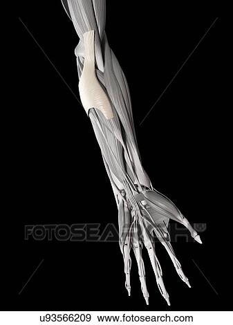 Stock Illustration - Human tendons of elbow, illustration. Fotosearch