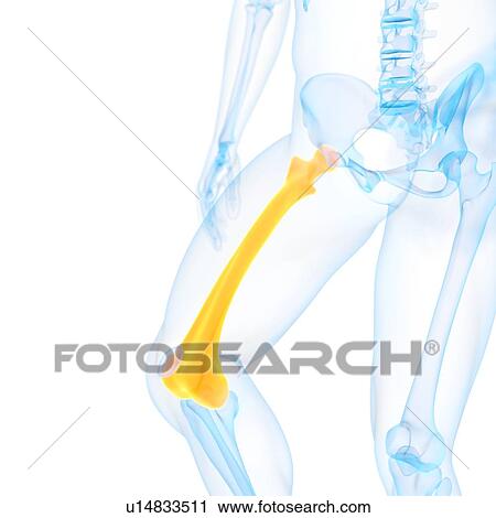 Clip Art - Human thigh bone, illustration. Fotosearch