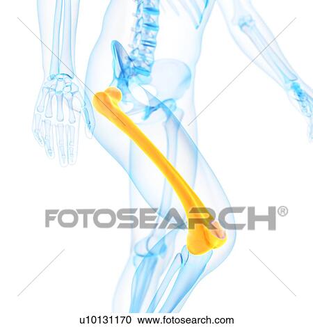 Clipart - Human thigh bone, illustration. Fotosearch