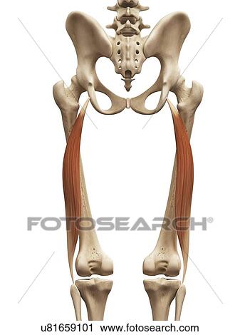 Human thigh muscle, illustration View Large Illustration Clip Art - Human thigh muscle, illustration. Fotosearch
