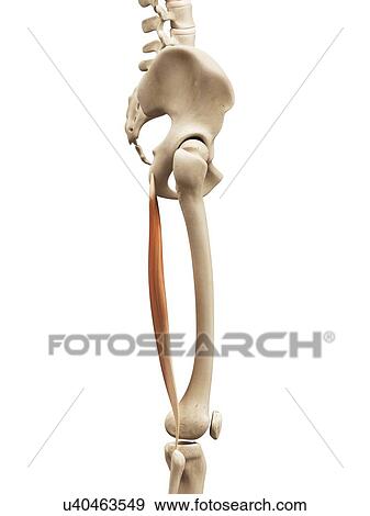 Human thigh muscle, illustration View Large Illustration Stock Illustration - Human thigh muscle, illustration. Fotosearch