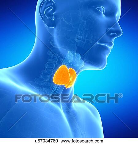 Human thyroid gland, illustration View Large Illustration Clipart - Human thyroid gland, illustration. Fotosearch