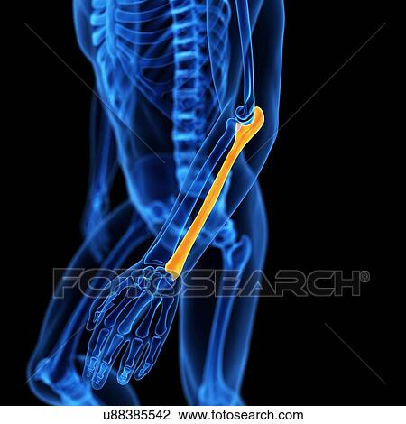 Drawing - Human ulna bone, illustration. Fotosearch