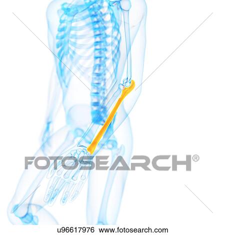 Human ulna bone, illustration View Large Illustration Stock Illustration - Human ulna bone, illustration. Fotosearch