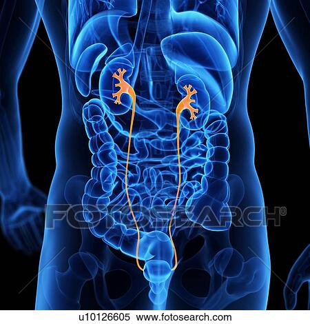 Human ureter, illustration View Large Illustration Stock Illustration - Human ureter, illustration. Fotosearch