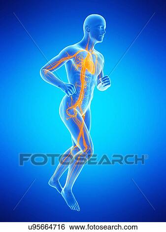 Human vascular system, illustration View Large Illustration Stock Illustration - Human vascular system, illustration. Fotosearch