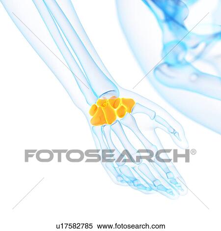 Stock Illustration - Human wrist bones, illustration. Fotosearch