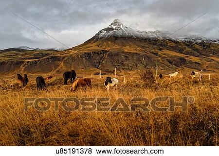 Stock Photo - Icelandic ponies grazing near mount Esja, Reykjavik, Iceland. Fotosearch