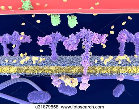 Stock Illustration - Insulin binding to insulin receptor. Fotosearch