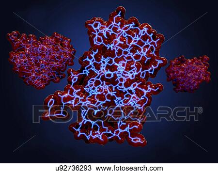 Stock Image - "Insulin molecule, illustration". Fotosearch
