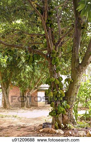 Pictures of Jackfruit tree with fruit growing u91209688 ...
