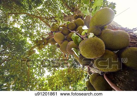 Stock Image - Jackfruit tree with fruit growing. Fotosearch