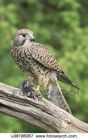Kestrel feeding on a mouse View Large Photo Image Stock Photo - Kestrel feeding on a mouse. Fotosearch