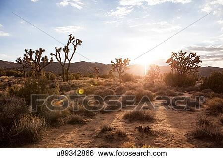 Stock Photograph - Landscape view of Joshua Tree national park at dawn, California, USA. Fotosearch