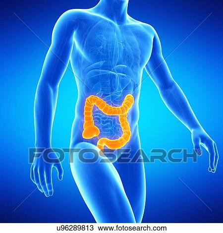 Large intestine, illustration View Large Illustration Drawing - Large intestine, illustration. Fotosearch