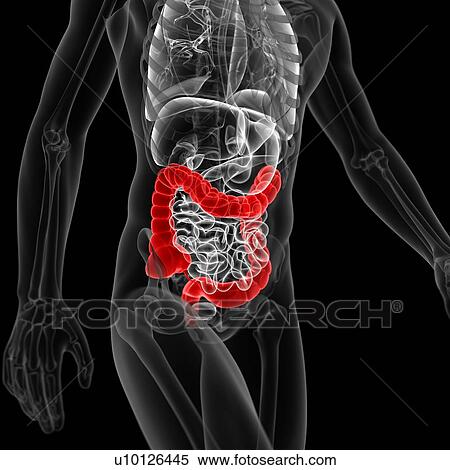 Stock Illustration - Large intestine, illustration. Fotosearch