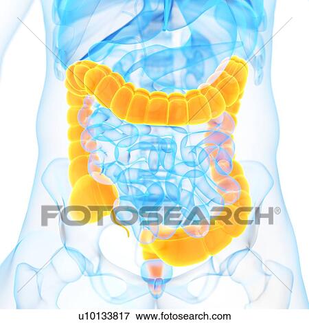 Large intestine, illustration View Large Illustration Stock Illustration - Large intestine, illustration. Fotosearch