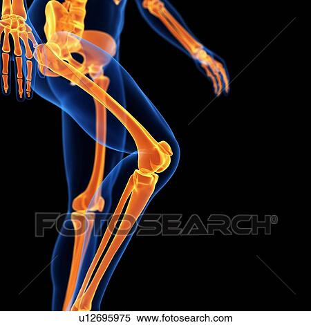 Leg bones, illustration View Large Illustration Stock Illustration - Leg bones, illustration. Fotosearch