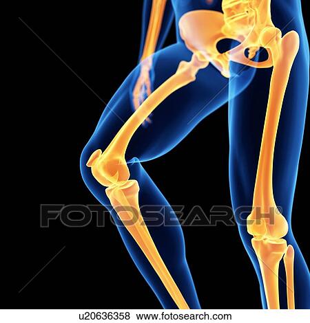 Leg bones, illustration View Large Illustration Stock Illustration - Leg bones, illustration. Fotosearch