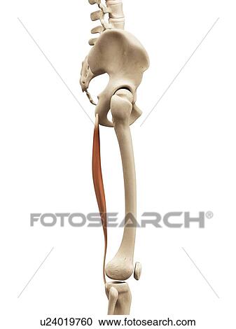 Clipart - Leg muscle, illustration. Fotosearch