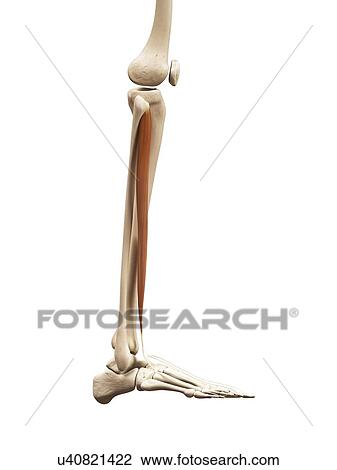 Drawing - Leg muscle, illustration. Fotosearch