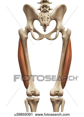 Leg muscles, illustration View Large Illustration Clip Art - Leg muscles, illustration. Fotosearch