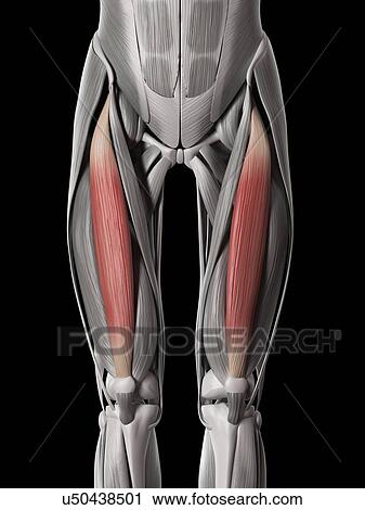 Clip Art - Leg muscles, illustration. Fotosearch