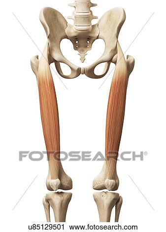 Clip Art - Leg muscles, illustration. Fotosearch