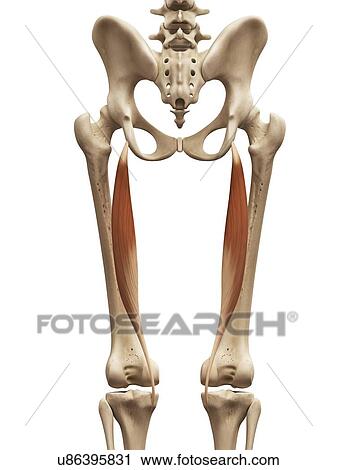 Clip Art - Leg muscles, illustration. Fotosearch