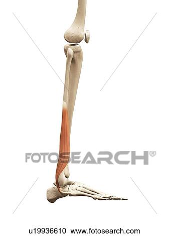Clipart - Leg muscles, illustration. Fotosearch