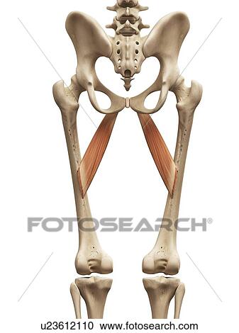 Leg muscles, illustration View Large Illustration Clipart - Leg muscles, illustration. Fotosearch