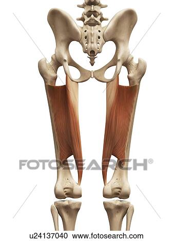 Clipart - Leg muscles, illustration. Fotosearch