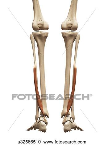 Clipart - Leg muscles, illustration. Fotosearch