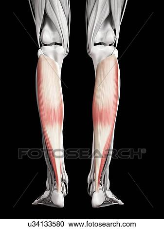 Clipart - Leg muscles, illustration. Fotosearch