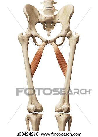 Clipart - Leg muscles, illustration. Fotosearch