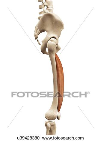 Clipart - Leg muscles, illustration. Fotosearch