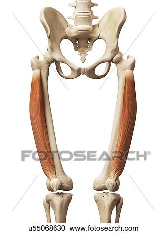 Clipart - Leg muscles, illustration. Fotosearch